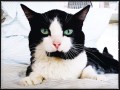Charlie (2)